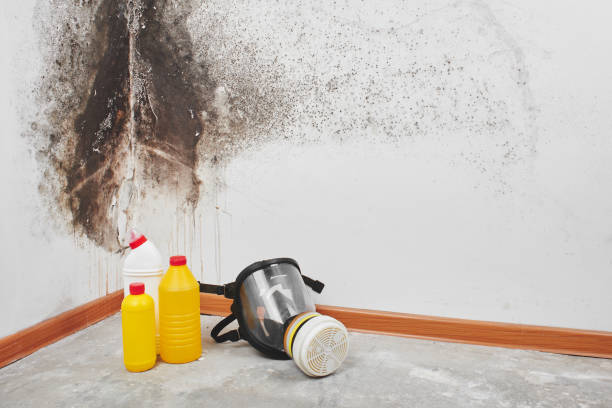 Best Affordable Mold Removal  in Allison, IA