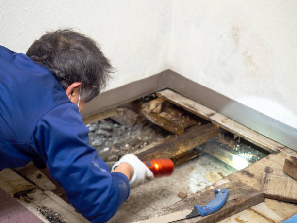 Best Mold Testing  in Allison, IA