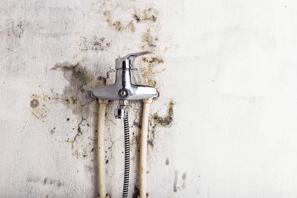 Best Local Mold Removal Service  in Allison, IA