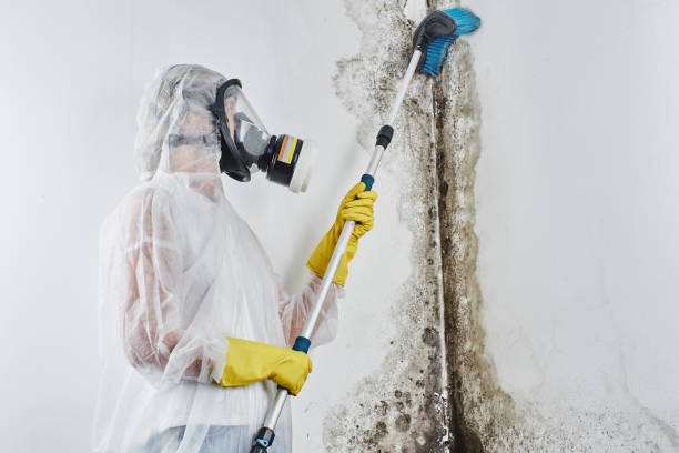 Best Crawl Space Mold Removal  in Allison, IA
