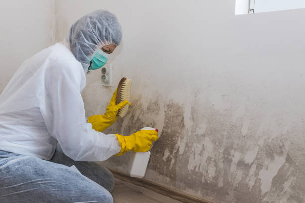 Best Residential Mold Removal  in Allison, IA