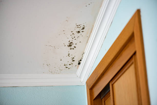 Best Professional Mold Removal  in Allison, IA