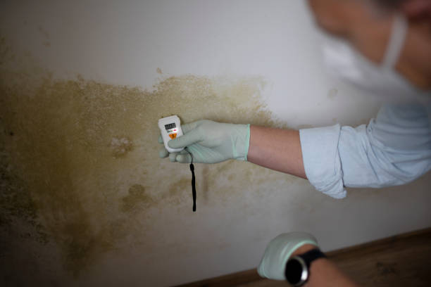 Best Mold Cleaning Services  in Allison, IA