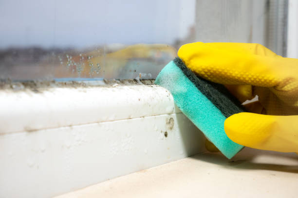 Best Office Mold Removal Services  in Allison, IA