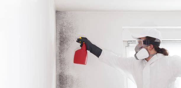 Best Emergency Mold Removal  in Allison, IA