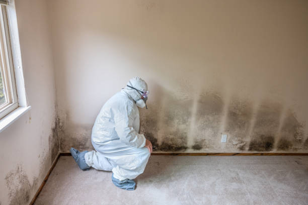 Best Office Mold Removal Services  in Allison, IA