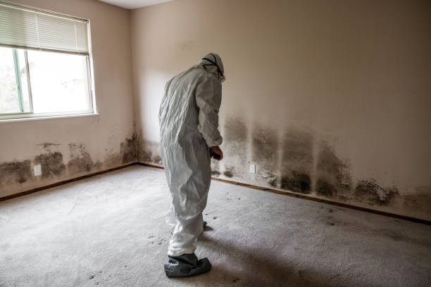 Trusted Allison, IA Mold Removal Experts