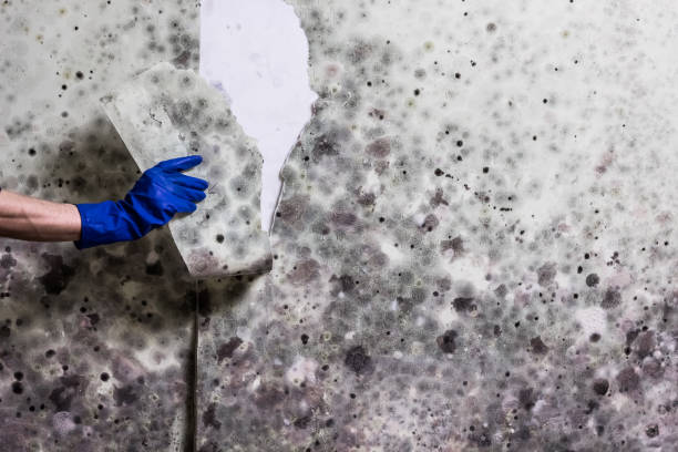 Best Mold Cleaning Services  in Allison, IA