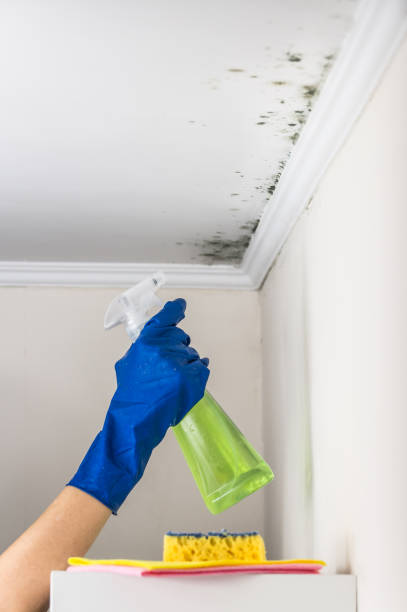Best Mold Removal Near Me  in Allison, IA