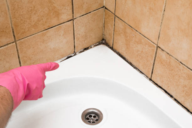 Best Mold Testing  in Allison, IA