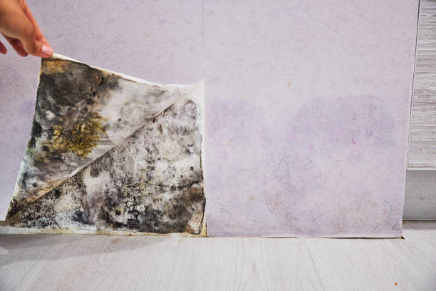 Mold Removal Process in Allison, IA